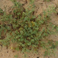 <i>Phyllanthus rotundifolius</i>  J.G.Klein ex Willd.